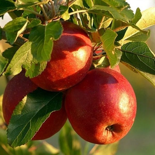بهترین کود برای درخت سیب چیست ؟ + راهنمای کامل