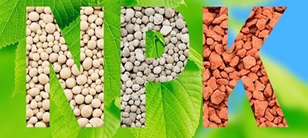 کود NPK - کود زیستی و ارگانیک - کشاورزی ارگانیک - گلخانه