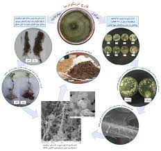 نقش قارچ تریکودرما - قارچ کش زیستی - کود بیولوژیک - کود کشاورزی