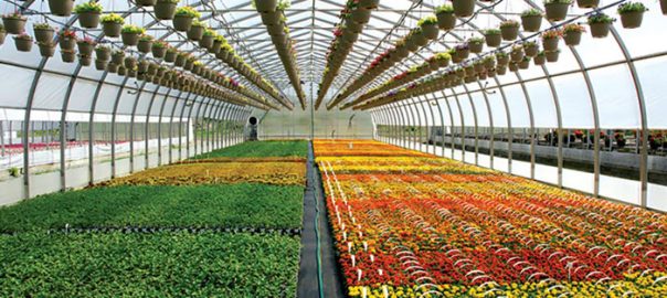 مدیریت گلخانه و گلخانه داری - کود کشاورزی ، قارچ کش بیولوژیک ، کود بیولوژیک ، قارچ کش زیستی ، کود زیستی ، کود ارگانیک ، کشاورزی ارگانیک