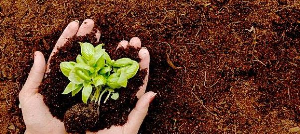 خاک گلخانه چه ویژگی‌هایی باید داشته باشد؟ - کود کشاورزی ، قارچ کش بیولوژیک ، کود بیولوژیک ، قارچ کش زیستی ، کود زیستی ، کود ارگانیک