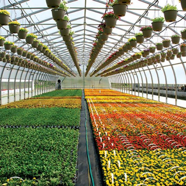 کشاورزی ارگانیک و گلخانه