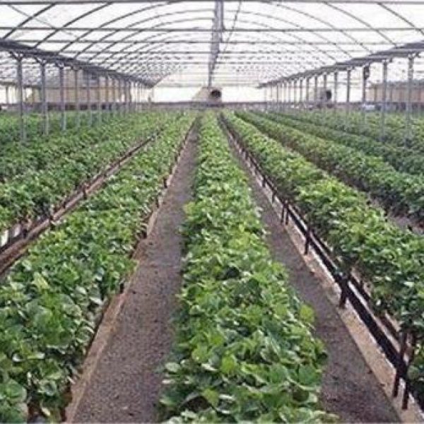 کنترل محیط گلخانه ای برای محصولات سبزیجات