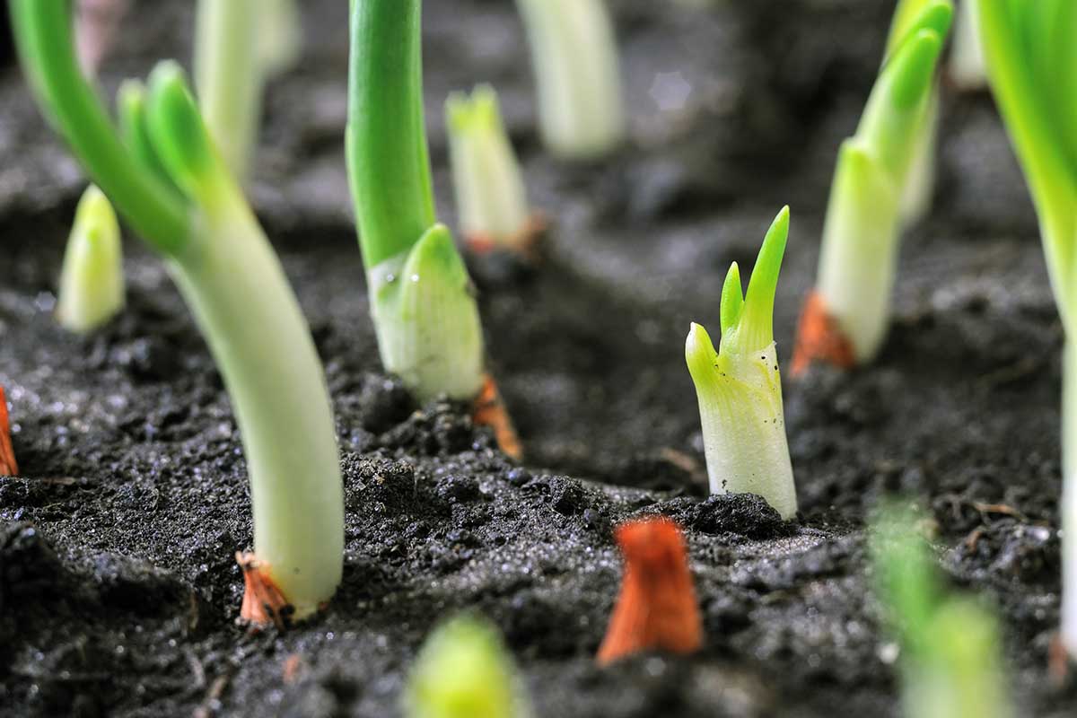 گیاهان برای رشد به چه چیزهایی نیاز دارند - کود کشاورزی - قارچ کش بیولوژیک - کود بیولوژیک - کشاورزی ارگانیک - ٠٩١٢٨٣٨١٨۴٢ - ۰۲۱۹۱۳۰۷۸۰۸ 