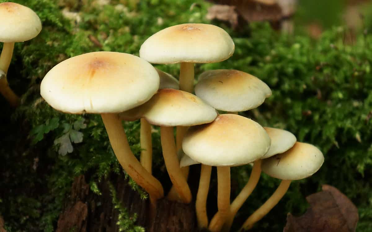 قارچ های باغی - قارچ کش زیستی - کود بیولوژیک - قارچ کش بیولوژیک - کود کشاورزی - ٠٩١٢٨٣٨١٨۴٢ - ۰۲۱۹۱۳۰۷۸۰۸ -